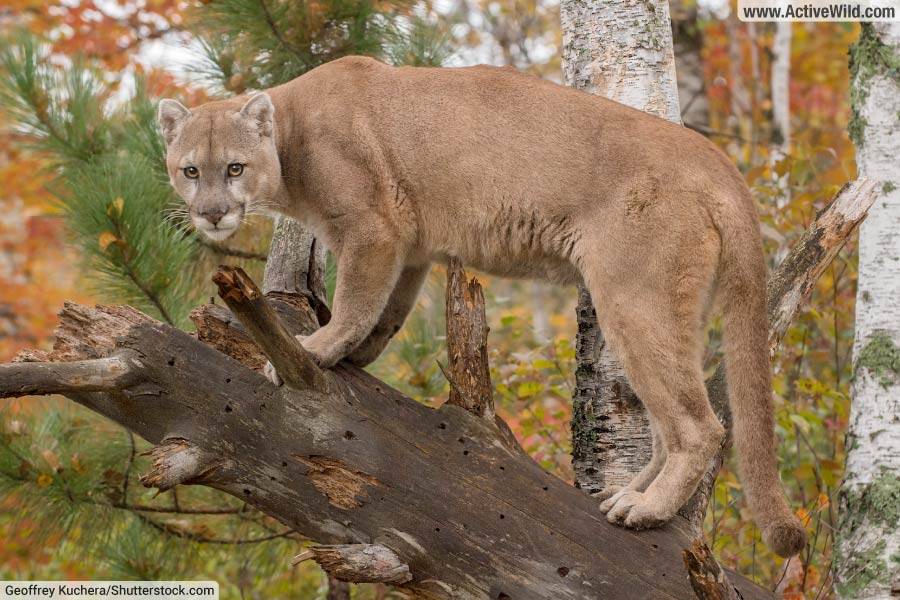 Mountain Lion / Puma / Cougar