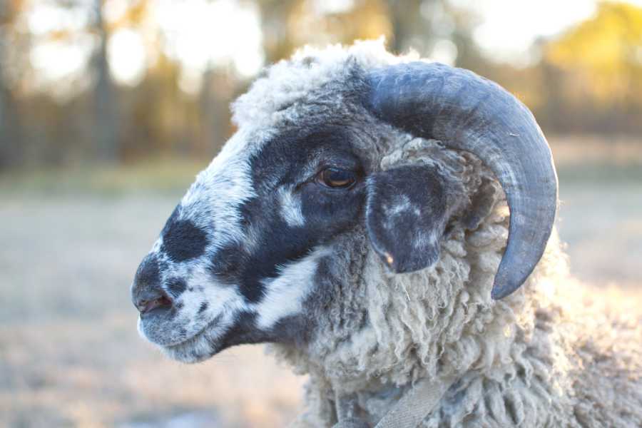 Ram Male Sheep