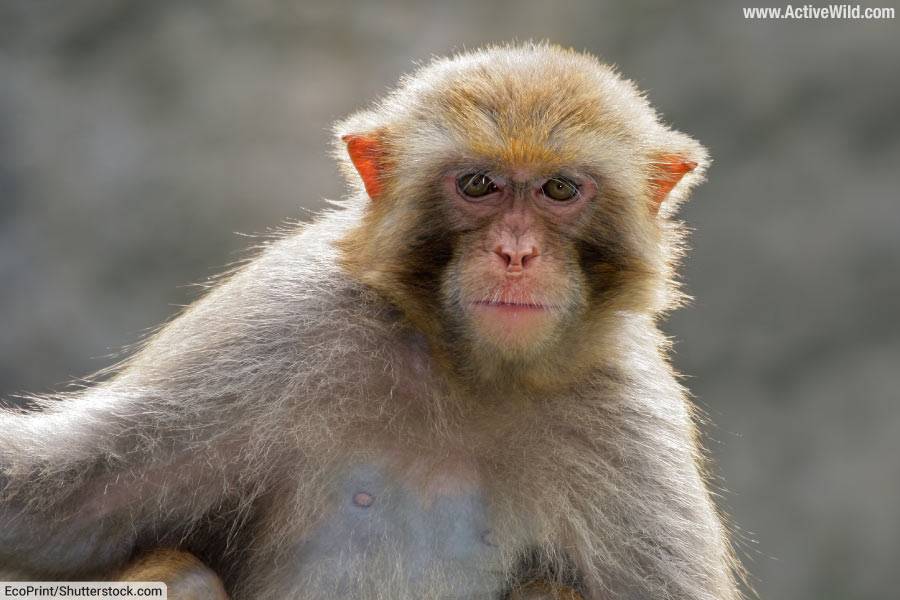 Rhesus macaque in southern China