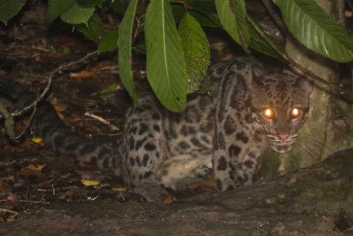 Sunda Clouded Leopard