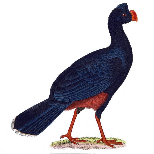 Alagoas Curassow Bird