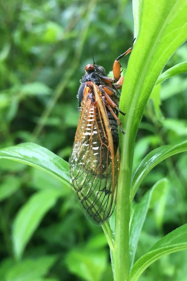 Cicada Cassins 17-year Cicada