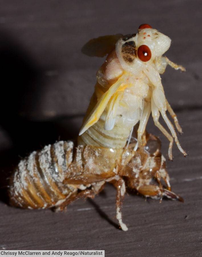 Cicada Nymph Molting Adult Emerging