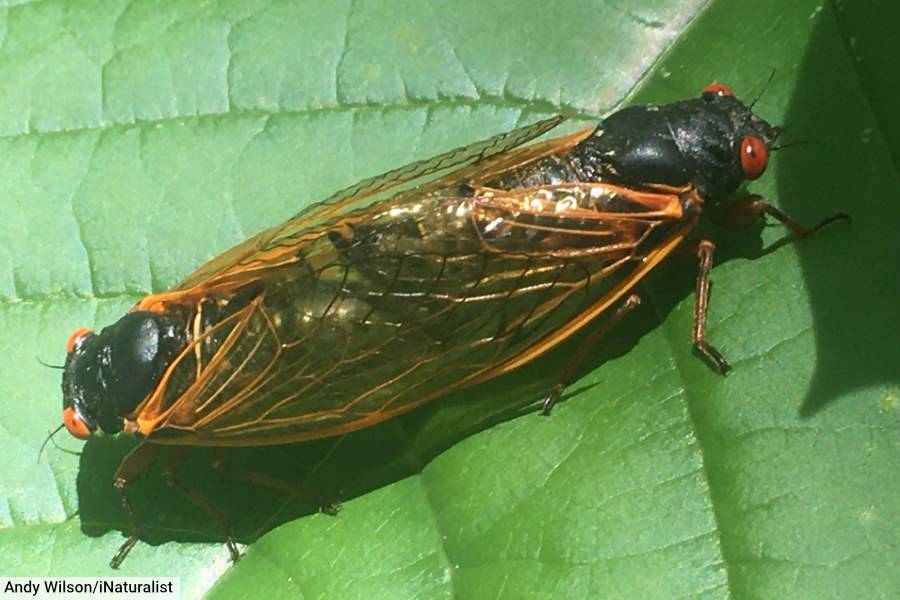 Cicadas Mating
