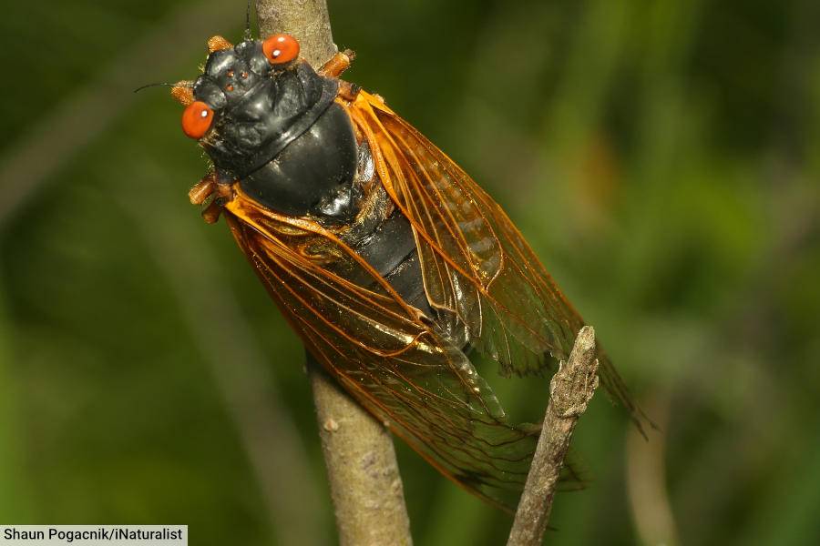 Pharoah Cicada