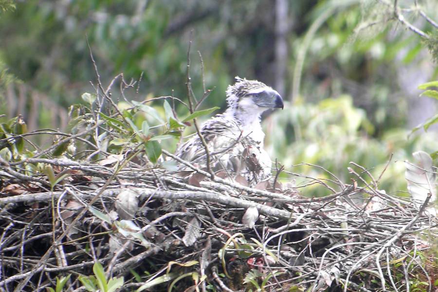 Philippine Eagle Juvenile On Nest