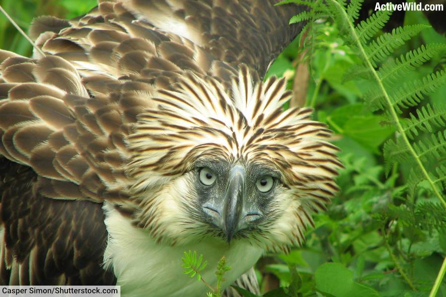 Philippine Eagle