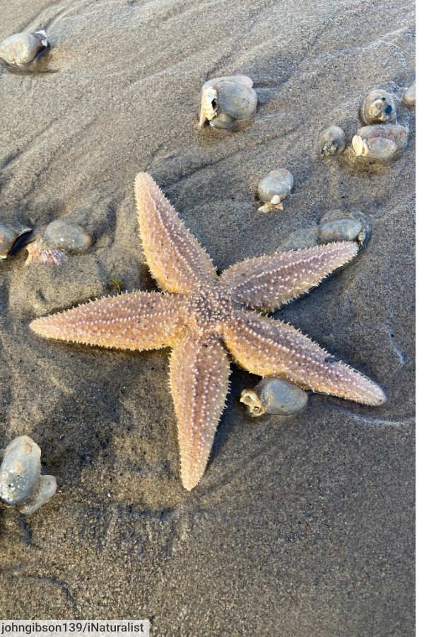 Common starfish / sea star