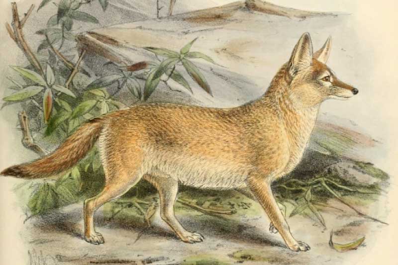 Pale Fox Vulpes pallida