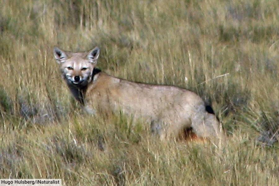 South American Gray Fox Chilla
