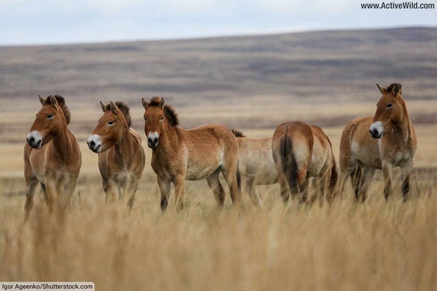 Herd of wild przewalski's horses
