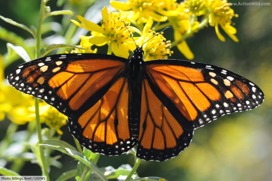 Adult Male Monarch Butterfly