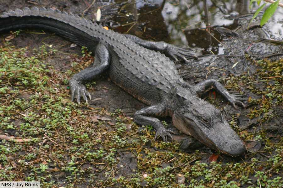 Everglades National Park American Alligator