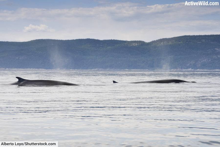 Fin whales St Lawrence river Quebec Canada