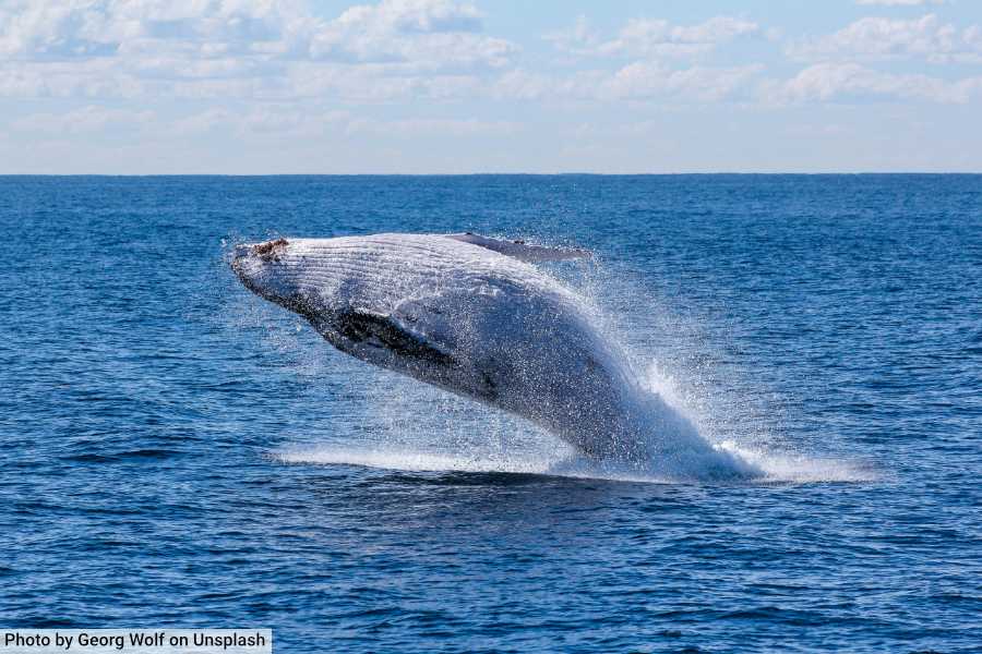 Gray Whale Jumping Gold Coast Australia