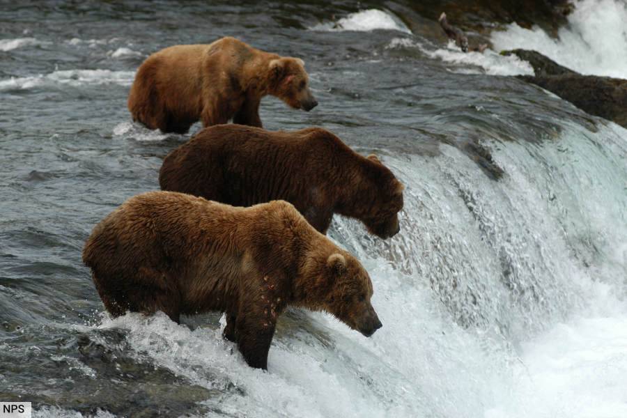 Grizzly Bears Fishing At Katmai National Park