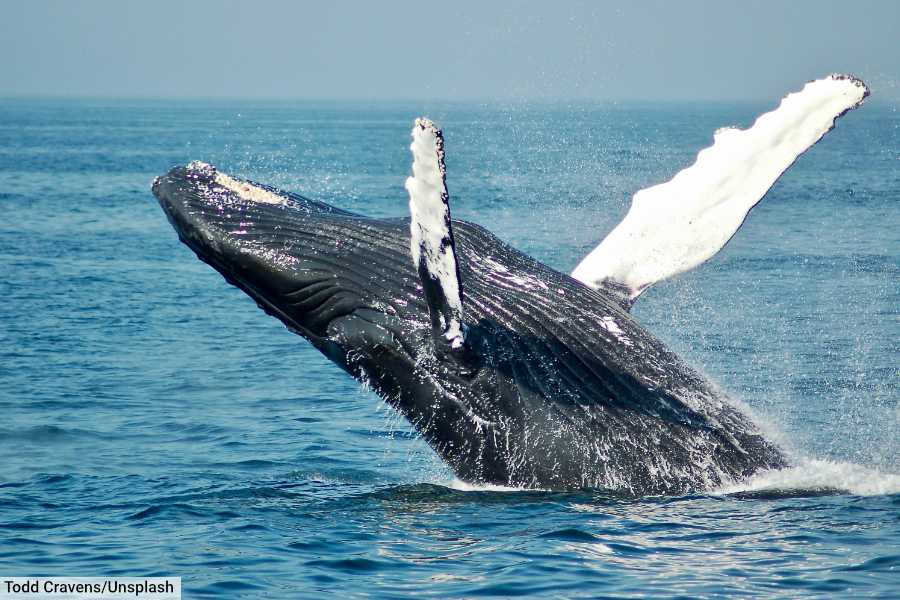 Humpback Whale Breaching Boston Massachusetts USA