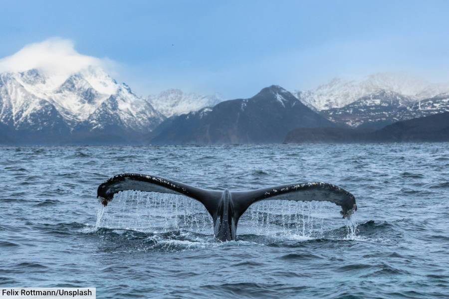 Humpback Whale Norway