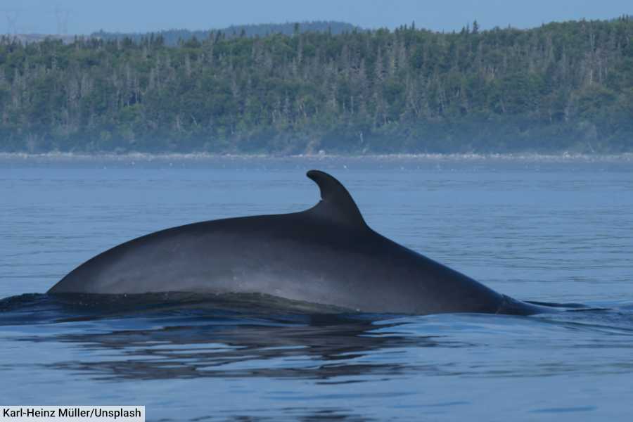 Northern Minke Whale Quebec Canada