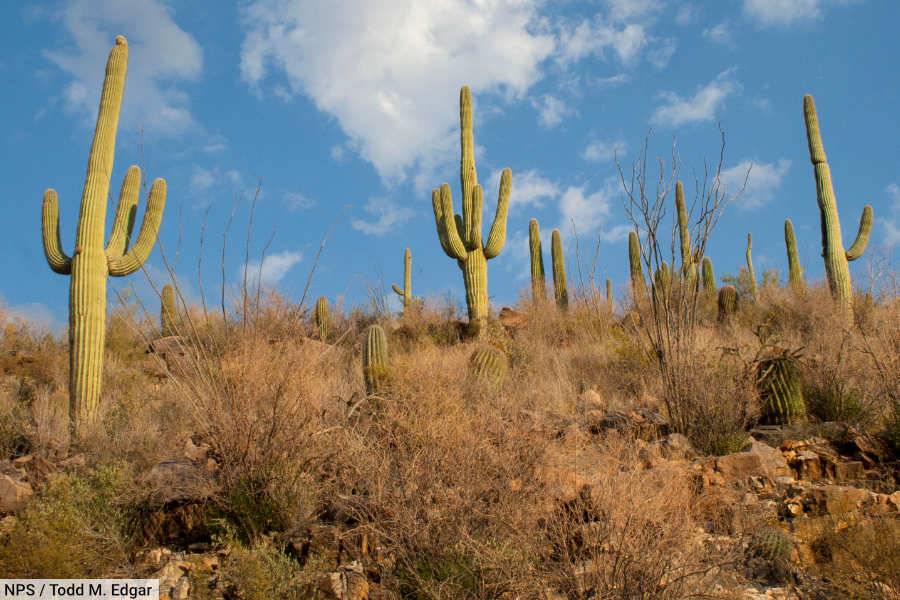 Saguaro National Park Cacti