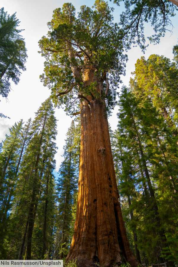 Sequoia National Park General Sherman