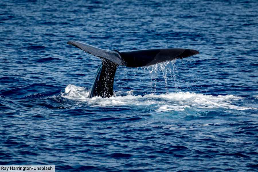 Sperm Whale Roseau Dominica
