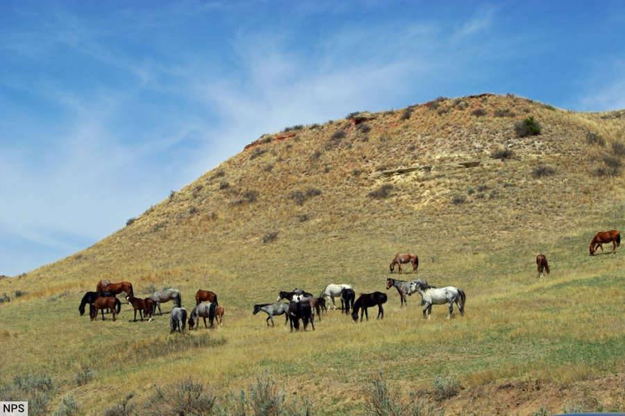 Theodore Roosevelt National Park Wild Feral Horses