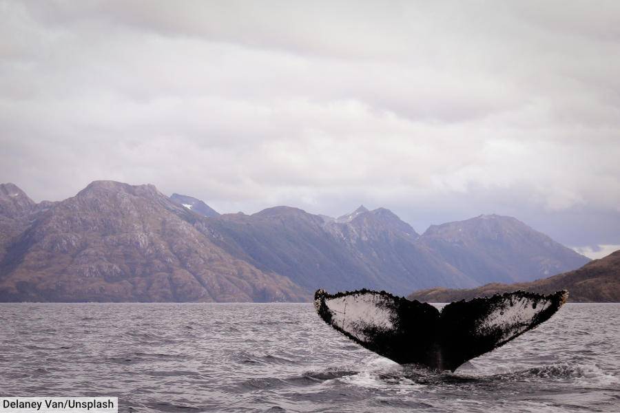 Whale Diving Strait of Magellan Chile