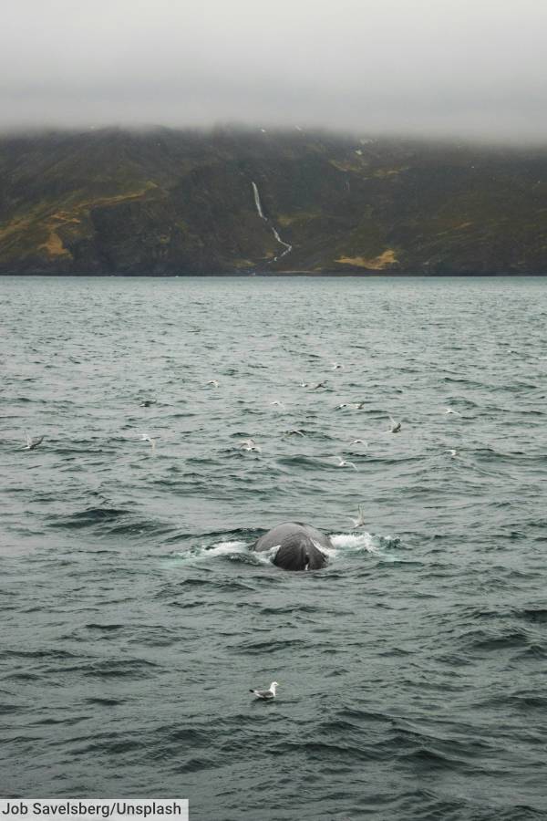 Whale Surfacing Near Húsavik, Iceland