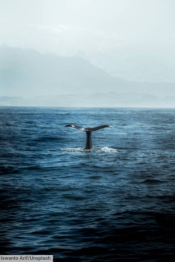 Whale Kaikoura New Zealand