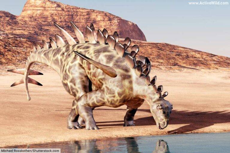 Huayangosaurus Facts & Pictures Discover An Early Relative Of