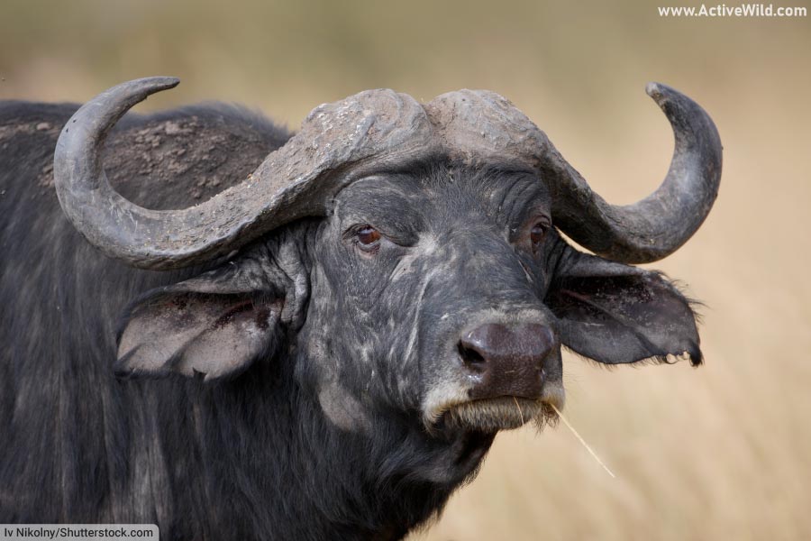African buffalo - cape buffalo subspecies