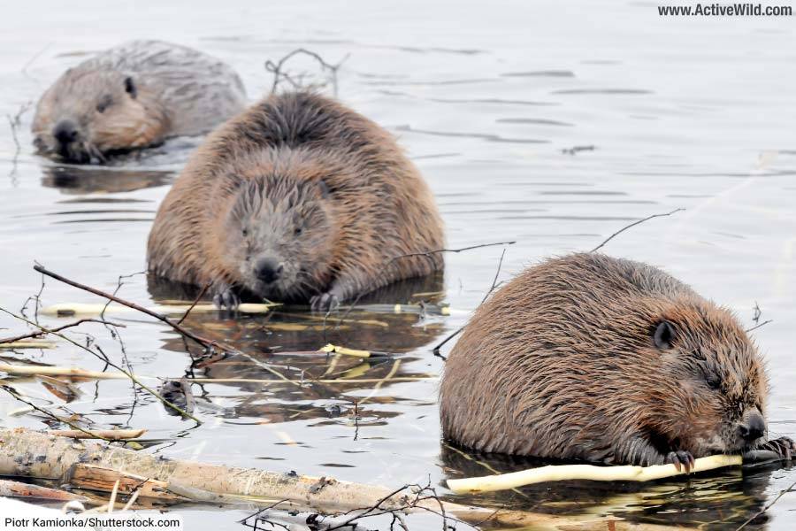 North American Beaver