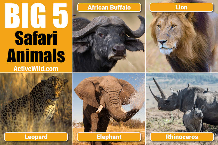 Big Five Safari Animals
