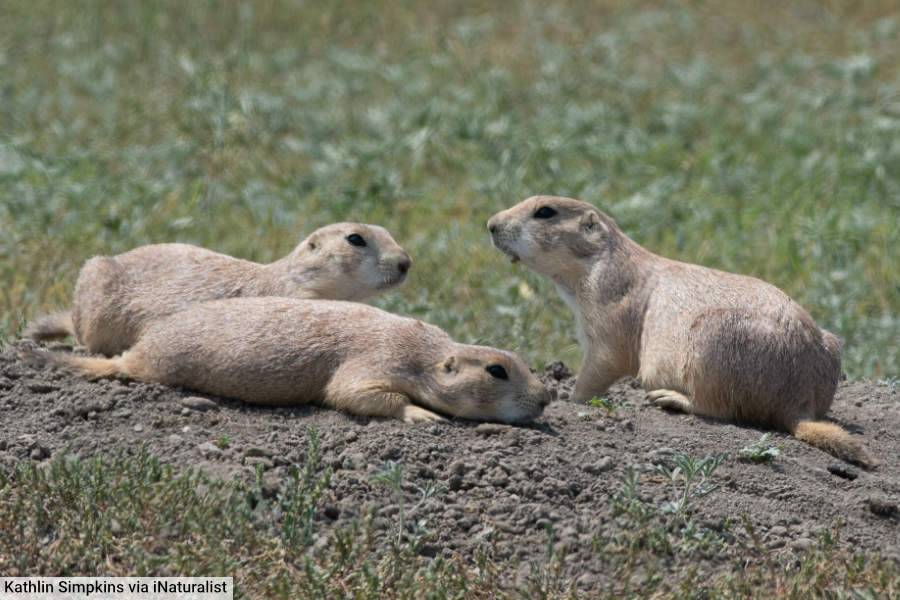 Black-Tailed Prairie Dog