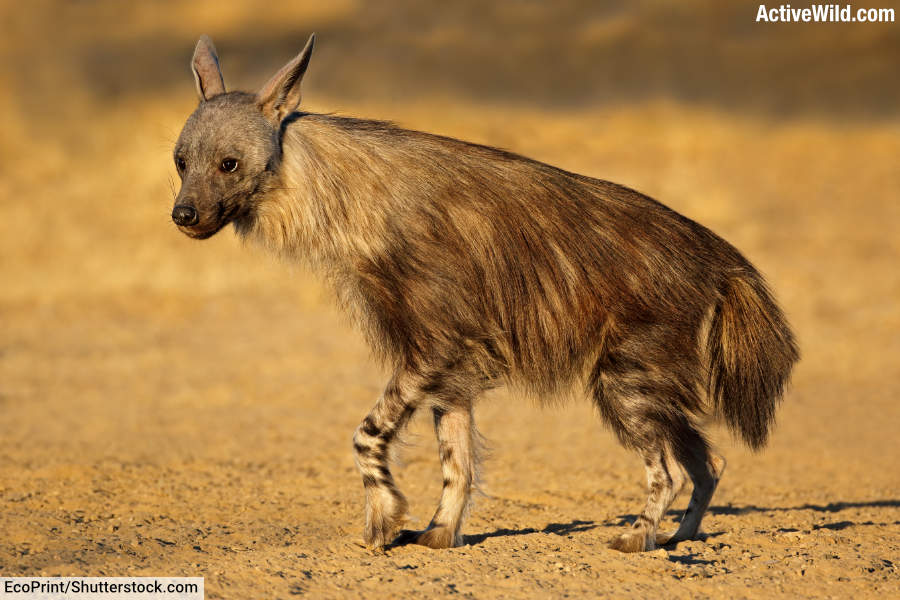 Brown Hyena In Kalahari Desert