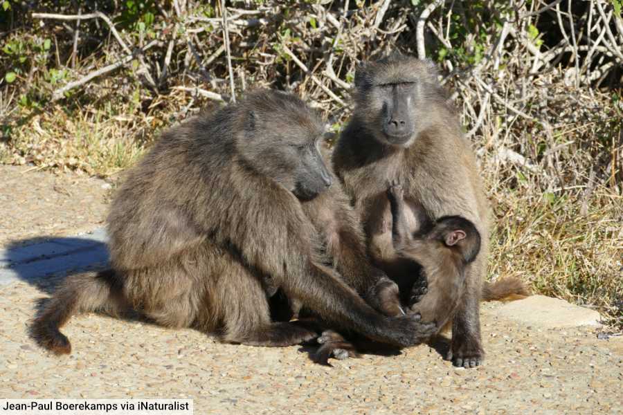 Cape Chacma Baboon