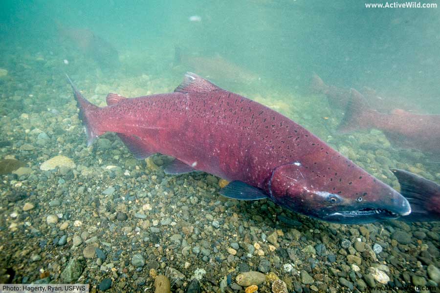 Chinook Salmon Migrating