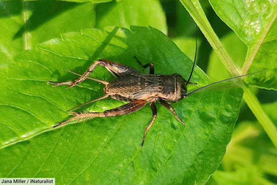 Cricket Genus Gryllus