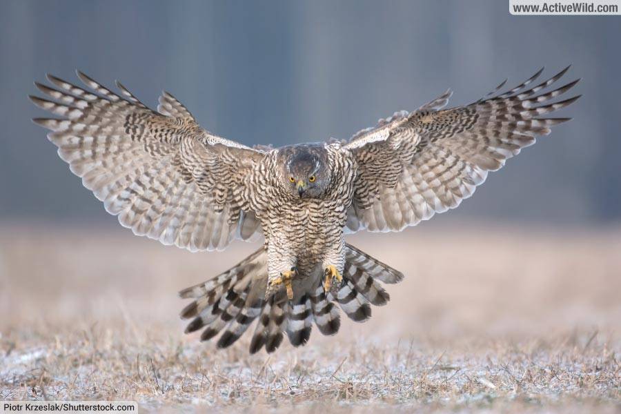 Goshawk