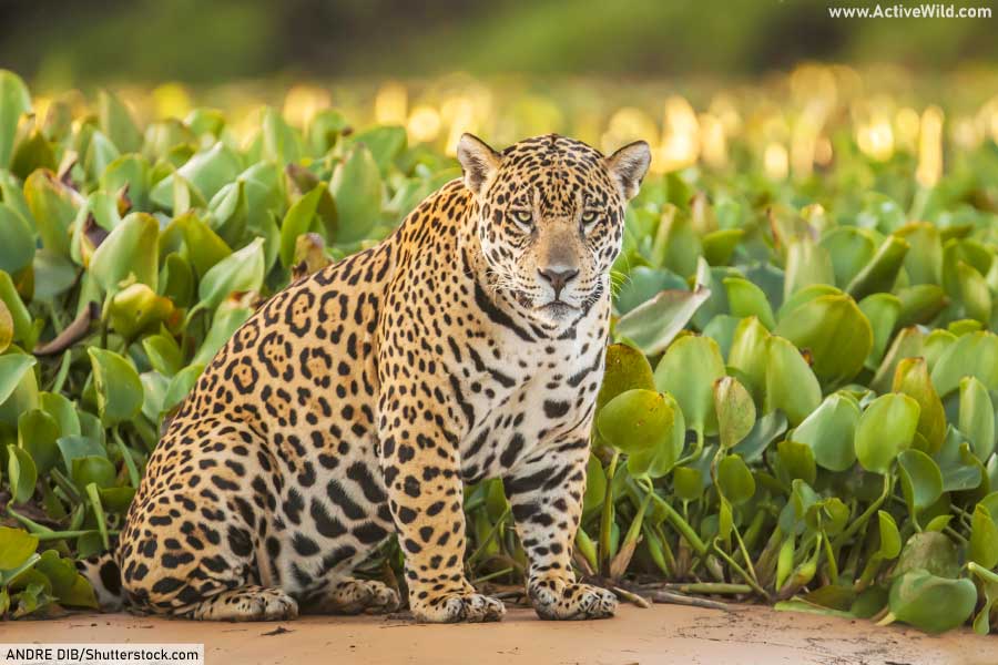 Jaguar