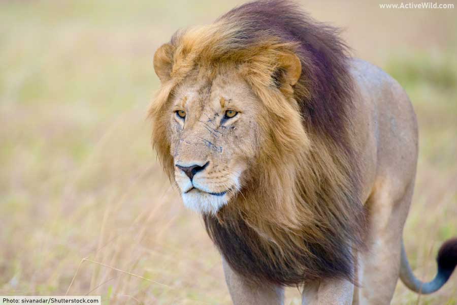 male lion