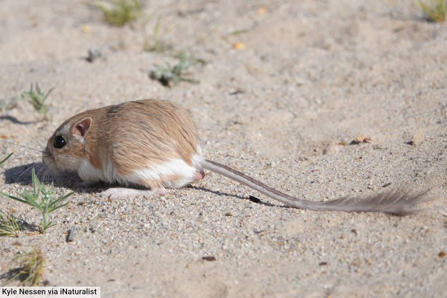 Merriam's Kangaroo Rat