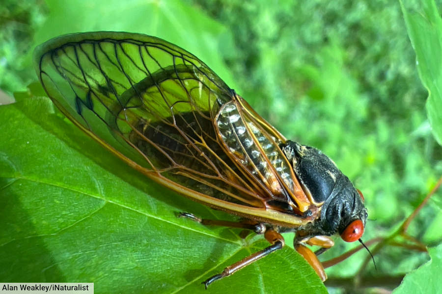 Periodical Cicada On Leaf