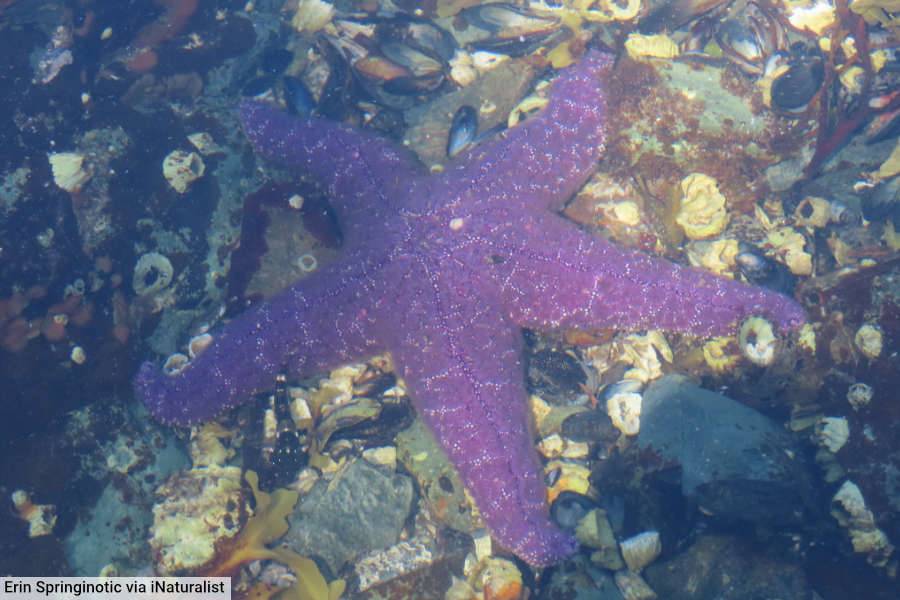 Purple Sea Star / Ochre Sea Star