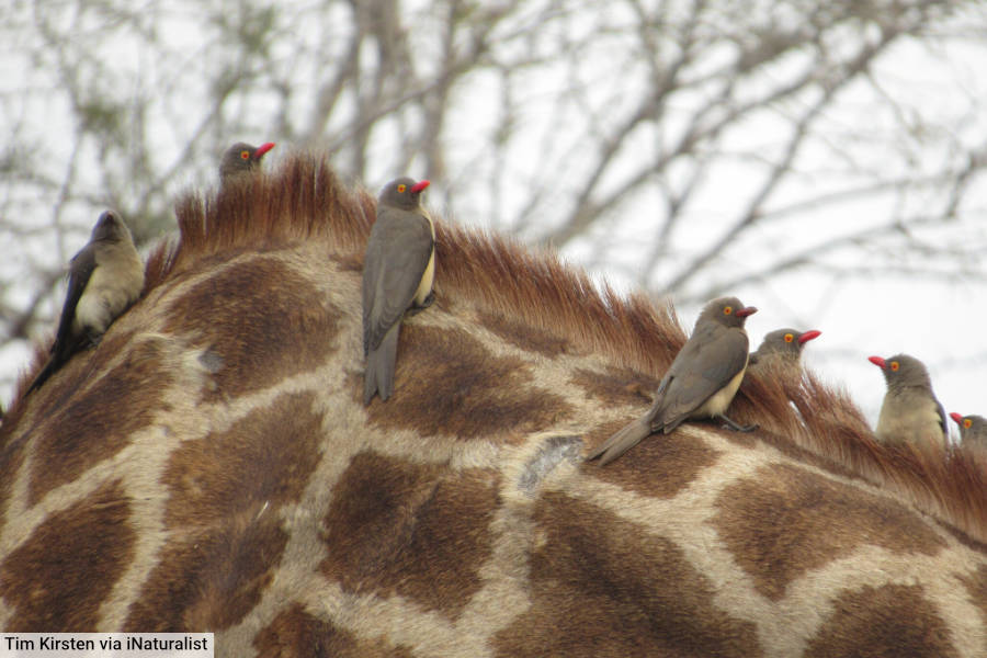 Red-Billed Oxpecker