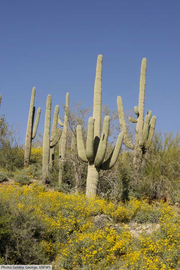 Saguaro Cactus