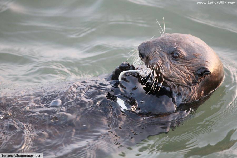 Sea Otter