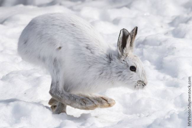 Snowshoe Hare