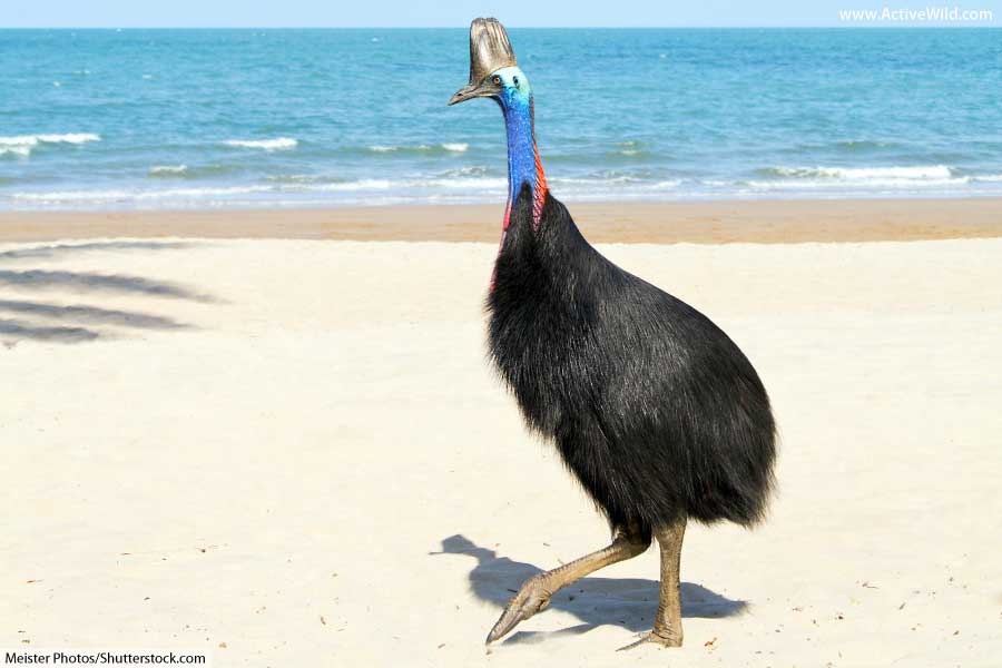 Southern Cassowary